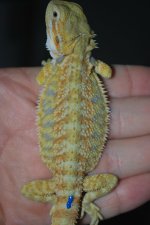 Male hypo citrus tiger.jpg