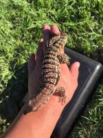 blueicemale2.jpg
