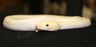 BEL ph green albino3.jpg