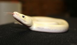 BEL ph green albino 2.jpg