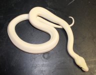BEL PH Green, albino.jpg