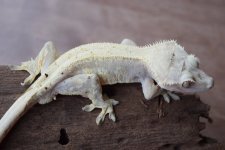 DSC_0009.jpg