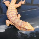 blueicealbino1.jpg