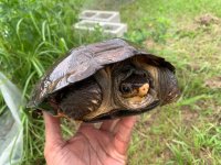 Notochelys01.jpg