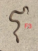 thumbnail (10).jpg