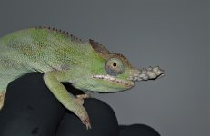 DSC_0544.jpg