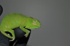 DSC_0538.jpg