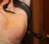 IMG_2611.jpg