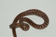 IMG_3517.jpg