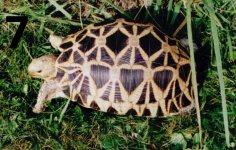 Burmese Star Female #7.jpg