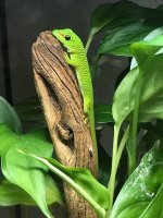 Gecko 1.jpg