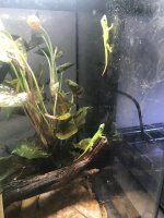 Gecko 2.jpg