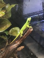 Gecko 3.jpg