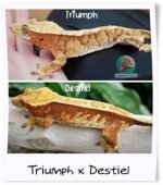 triumpxdeis.jpg