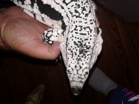 tegu head shot top.jpg