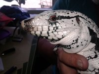 tegu left head.jpg