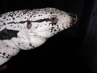 tegu head close up right.jpg