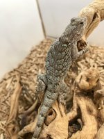 IMG_5890clarks spiny.jpg