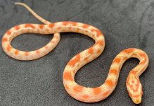 corns3.jpg