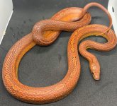 corns5.jpg