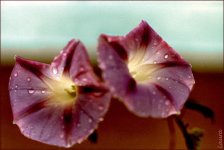 89897morningsglory.jpg