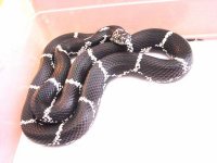 Virginia Eastern -- female (600x450).jpg