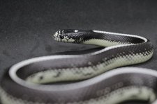 IMG_3693.jpg