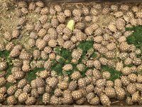 bulksulcata.jpg