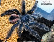 A.juruensis_M2(F)AD_1.jpg