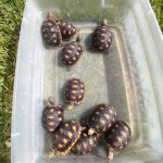 Redfoot Tortoises 1.jpg