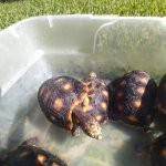 Redfoot Tortoises 3.jpg