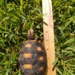 Redfoot Tortoises 5.jpg