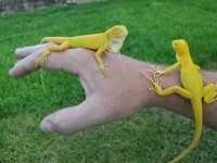 albino 1.jpg