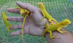 albino 2.jpg