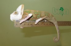 C.calyprtratus male (3).JPG