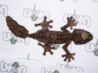 U. pietschmanni, Puch, M (1).jpg