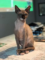 mew2.jpg