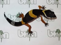 Eu. hardwickii, F 4.jpg