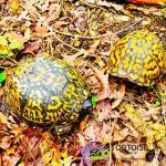 baby-box-turtle.jpg