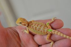 DSC_4388.jpg
