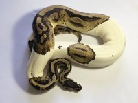 F3-Pied 1535-$1100 PB-15.jpg