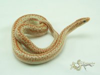 AB19-003m post.jpg