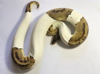 F1-Pastel Pied 1632-$1350 PB-15.jpg