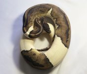F1-Pied 1442-$1100-17.jpg