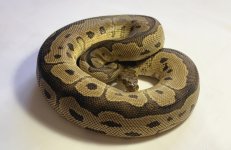 M-Clown 1450-$250-16.jpg