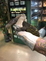 croc-monitor-2.jpg
