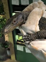 croc-monitor-1.jpg