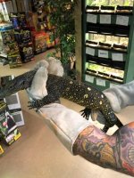 croc-monitor-3.jpg