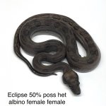 Eclipse 50% het albino F.jpg