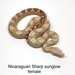 Nicaraguan Sharp Sunglow .jpg